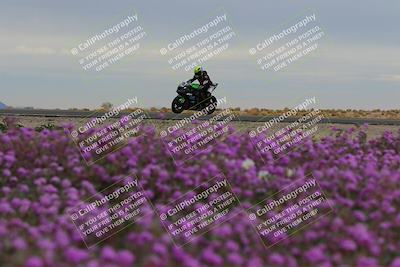 media/Jan-14-2023-SoCal Trackdays (Sat) [[497694156f]]/Turn 14 Exit Bloomig (145pm)/
